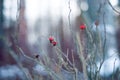 Dogrose in winter forest. Red flower. Wild rose. Snow Ã¢ÂâÃ¯Â¸Â